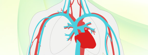 The Circulatory System