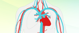 Circulatory System